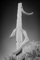 Marching Saguaro