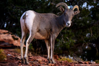 Bighorn Bum