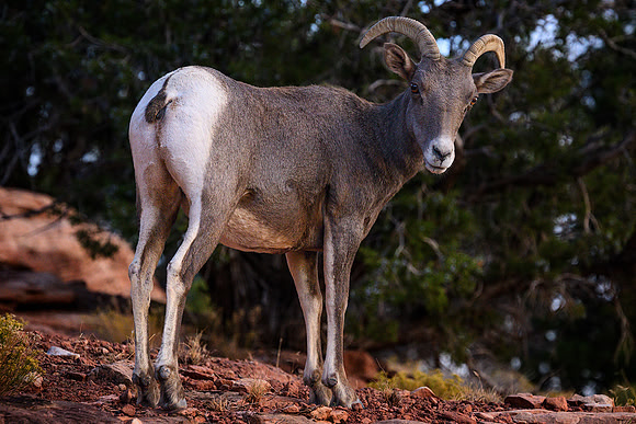 Bighorn Bum