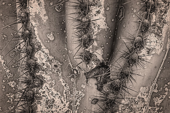 Desert Foam