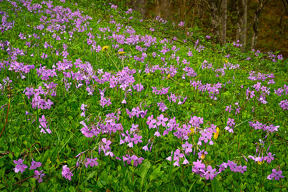 Phlox Forever