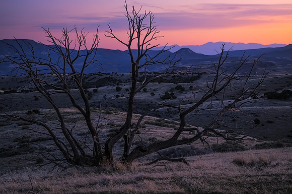 Skeletal Sunrise