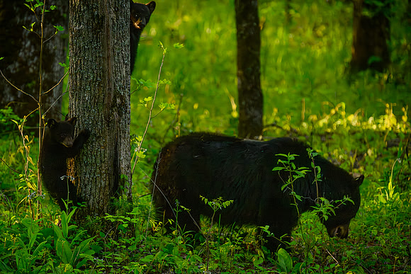 Cades Cove near Primitive Baptist Church