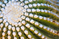 Radiating Ridges