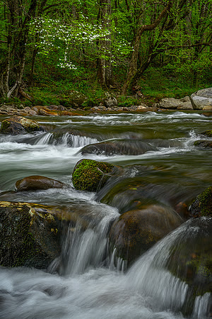 Dogwood Cascades