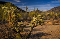 Cholla View