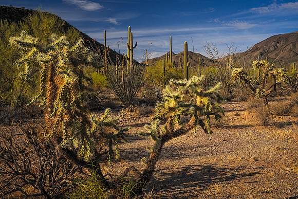 Cholla View