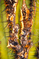 Crusted Spines