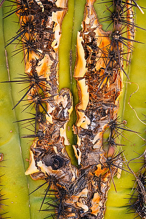 Crusted Spines