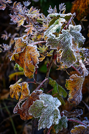 Ephemeral Frosting