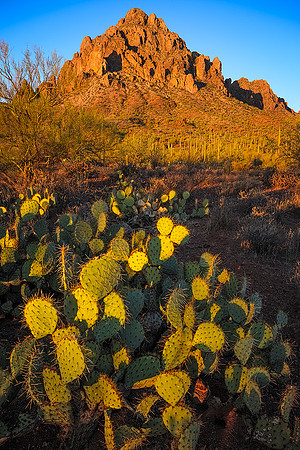 Prickly Sunrise
