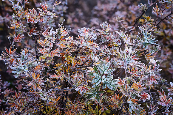 Fuzzy Frost