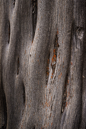 Lichen Accent