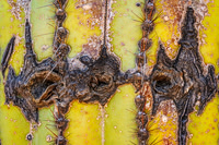 Saguaro Abstract