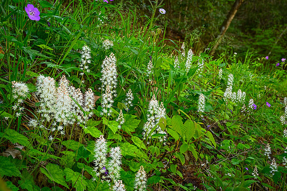Frothy Flowers
