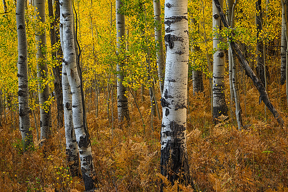 Owl Creek Study #1
