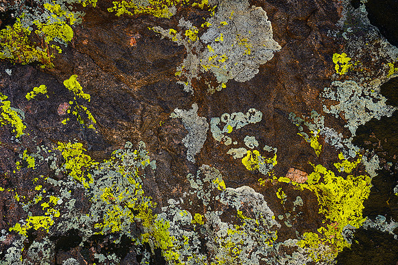 Lichen Abstract #1